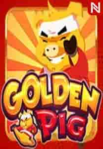 Golden Pig